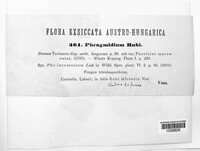 Phragmidium bulbosum image
